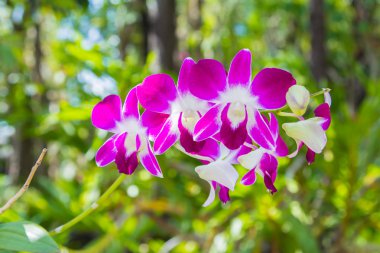 Güzel pembe orkide çiçeği.