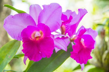 Güzel pembe orkide çiçeği.