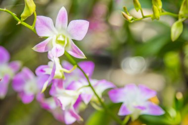 Güzel pembe orkide çiçeği.