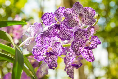 güzel vanda orkide çiçek.