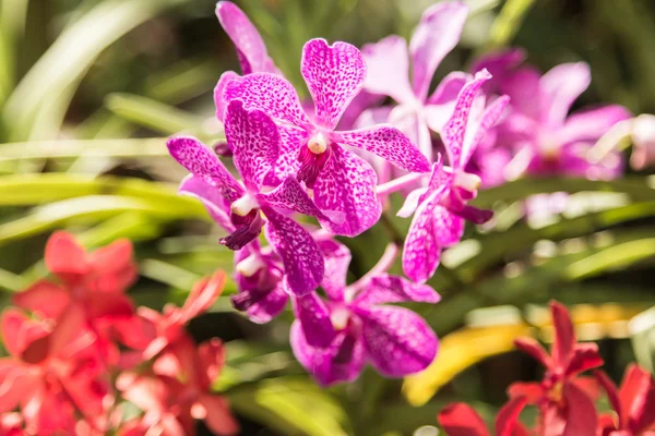 Hermosa flor rosa vanda orquídea . — Foto de Stock