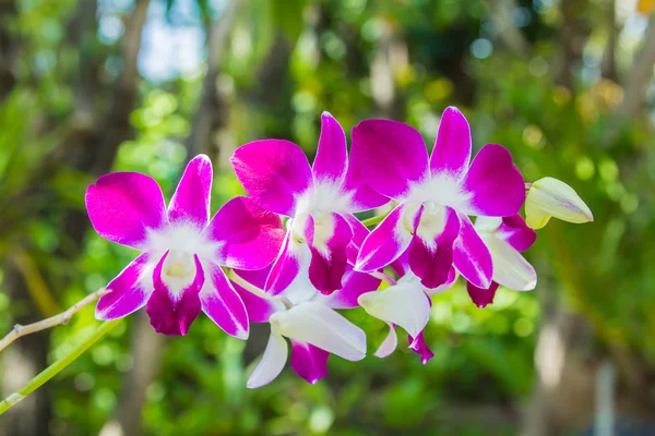 Bellissimo fiore di orchidea rosa. — Foto Stock