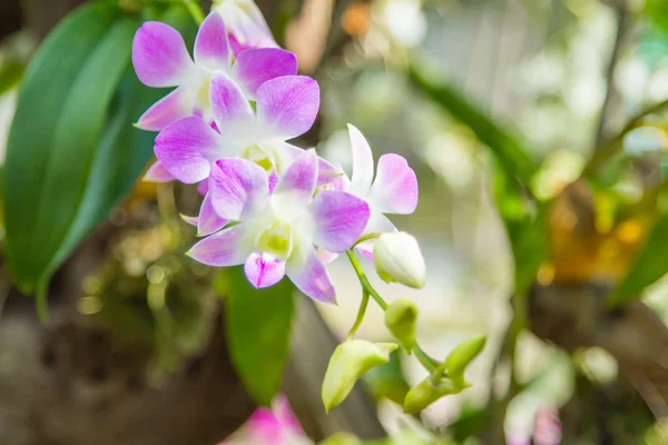 Hermosa flor de orquídea rosa. — Foto de Stock
