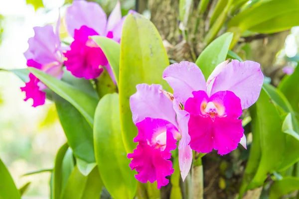 Hermosa flor de orquídea rosa. — Foto de Stock