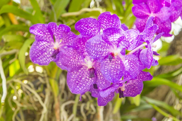 Hermosa flor rosa vanda orquídea . — Foto de Stock