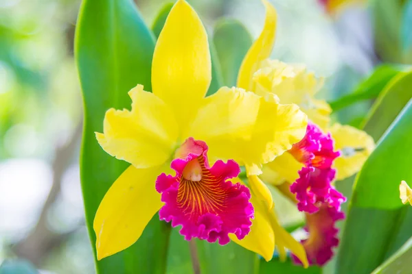 Hermosa flor de orquídea yallow . — Foto de Stock