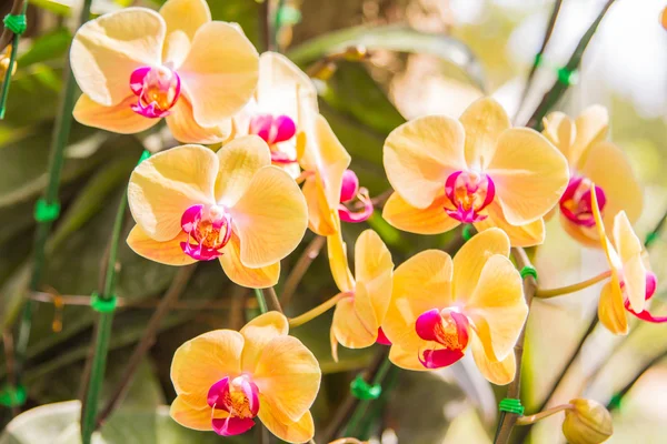 Hermosa flor de orquídea . — Foto de Stock