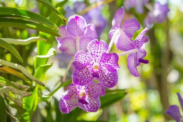 Hermosa flor de orquídea vanda . — Foto de Stock