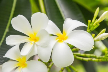 Beyaz frangipani çiçekler.