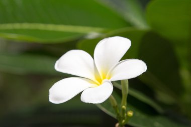 Beyaz frangipani çiçekler.