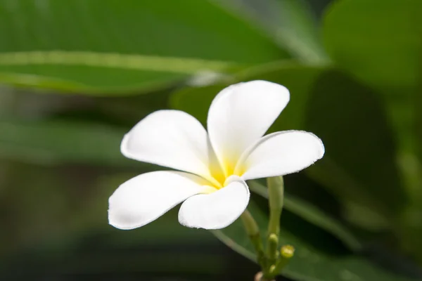 Fiori frangipani bianchi . — Foto Stock