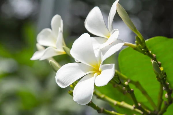 Biały frangipani kwiaty. — Zdjęcie stockowe