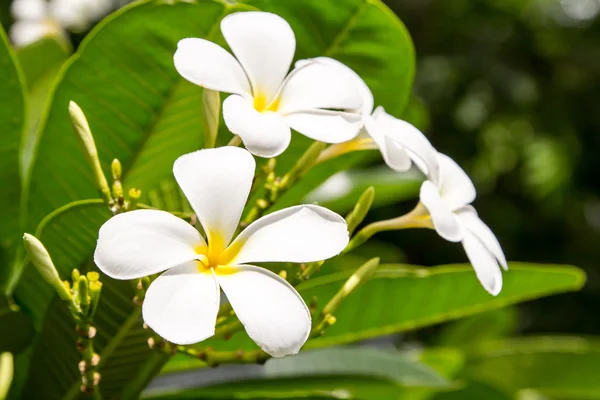 Beyaz frangipani çiçekler. — Stok fotoğraf