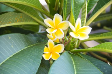 Plumeria veya frangipani çiçek.