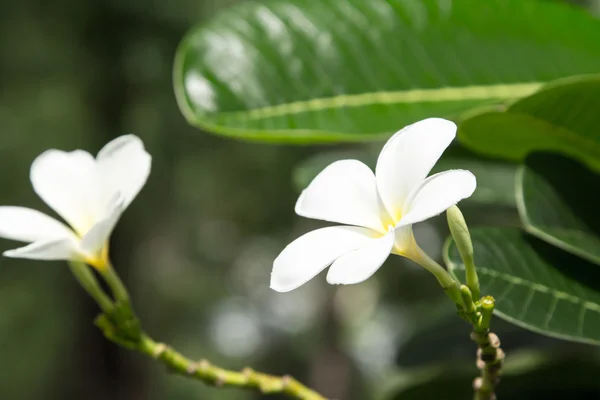 Witte frangipani bloemen. — Stockfoto