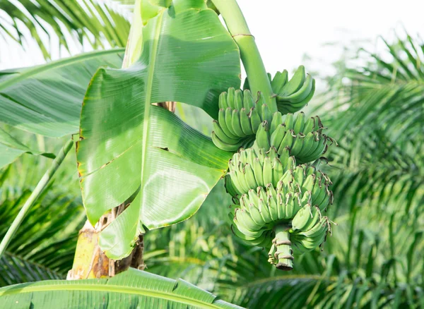 Zelený banán. — Stock fotografie