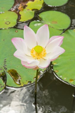 Lotus çiçek çiçek.