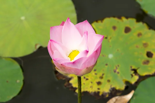 Lotus bloem bloeien. — Stockfoto