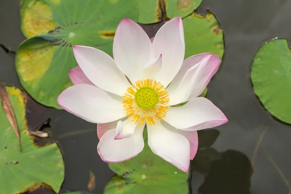 Lotus bloem bloeien. — Stockfoto