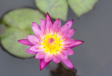 Pembe lotus çiçek bitki.