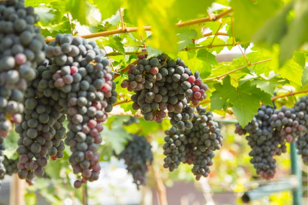 Uvas rojas —  Fotos de Stock