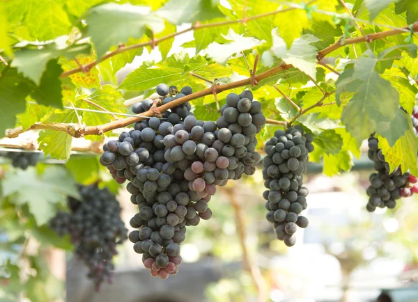 Uvas vermelhas — Fotografia de Stock