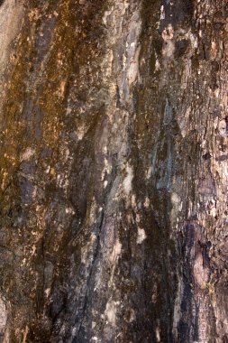Ağaç kabuğu dokusu