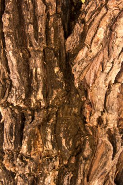 Ağaç kabuğu dokusu