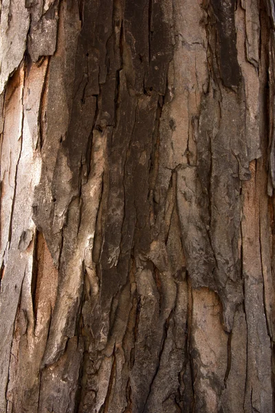 Textura de corteza de árbol —  Fotos de Stock