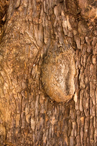 Tree bark Texture — Stock Photo, Image