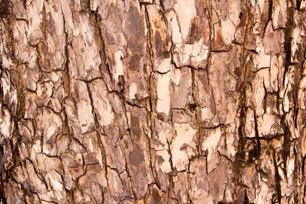 Textura de corteza de árbol —  Fotos de Stock