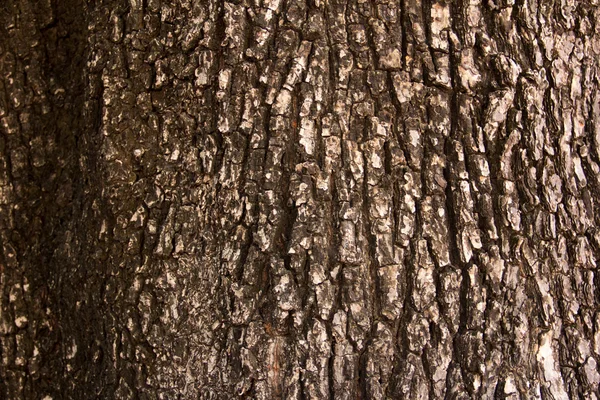 Tree bark Texture — Stock Photo, Image