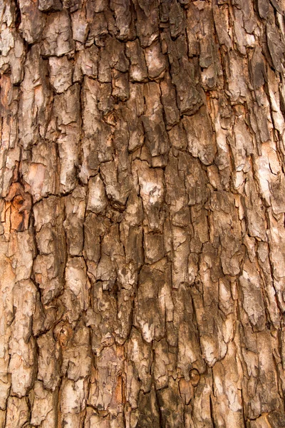 Textura de corteza de árbol —  Fotos de Stock