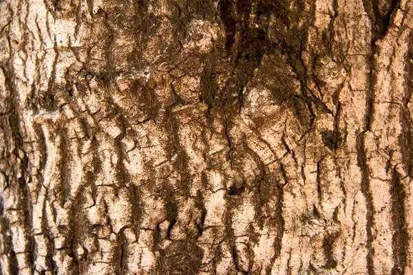 Träd bark struktur — Stockfoto