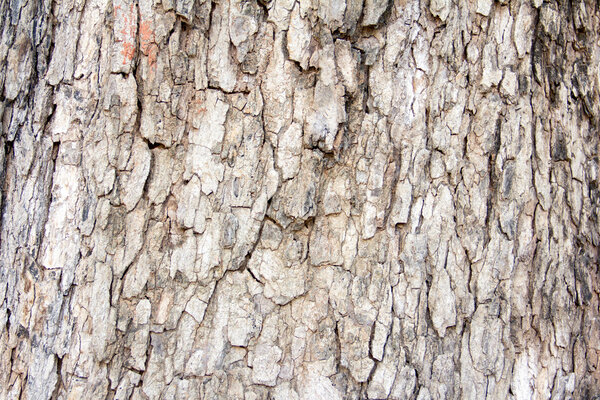 Tree bark Texture