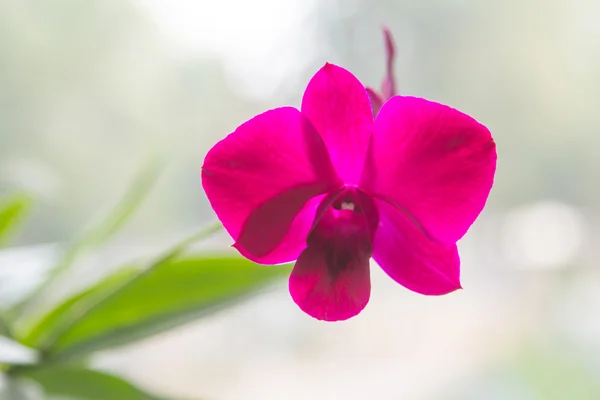 Mor vanda orkide