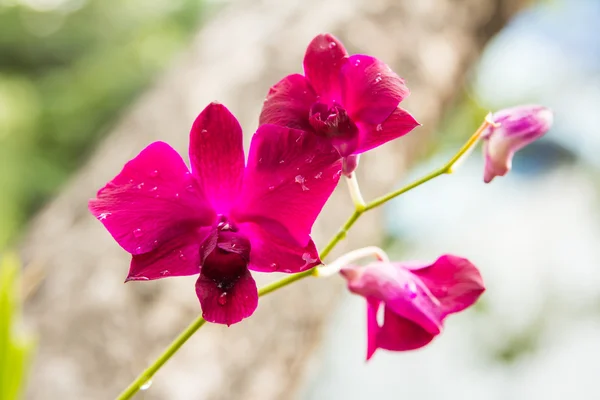 Mor vanda orkide