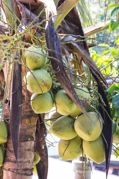 Zelený kokos v palmu — Stock fotografie