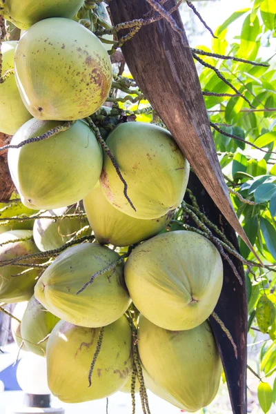 Cocco verde a palma — Foto Stock