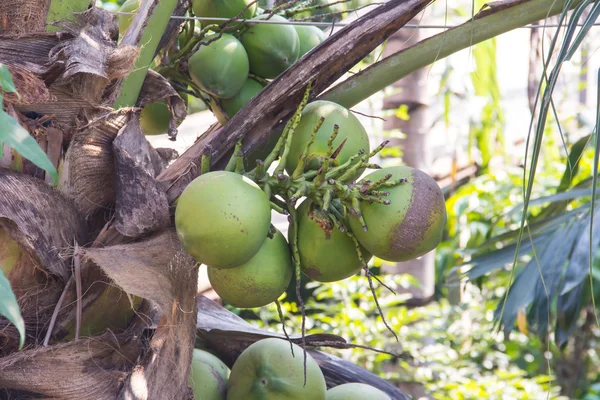 Coco verde en la palmera — Foto de Stock