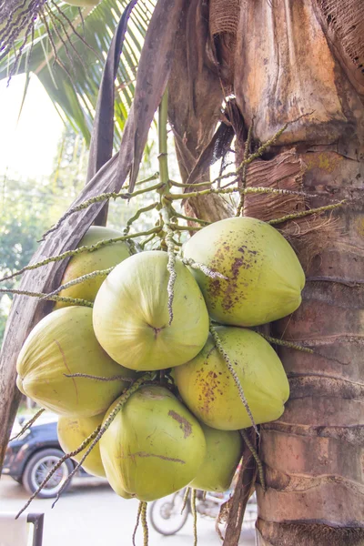 Cocco verde su palma — Foto Stock