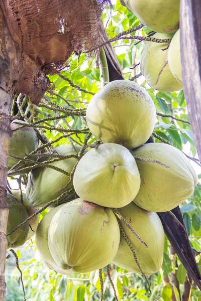 Zelený kokos na Palmu — Stock fotografie