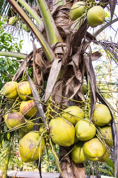 Cocco verde su palma — Foto Stock