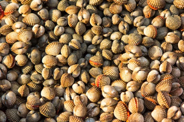  taze kan cockle (Anadara granosa) sokak pazarında.