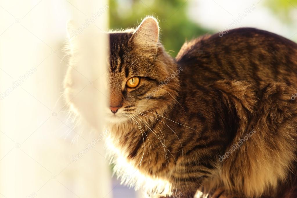 Maine Coon Chaton Polosatiy Au Soleil Cache Des Photos Dans Des Couleurs Douces Image Libre De Droit Par Fox Industry C