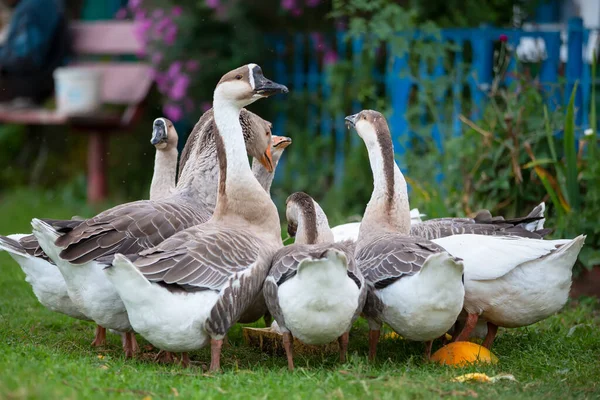 Eine Gruppe Hausgänse Trinkt Auf Dem Hof Wasser Landvogel — Stockfoto