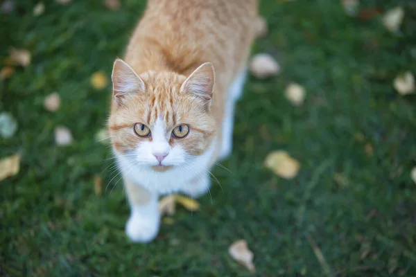 黄叶绿草上的生姜猫 — 图库照片