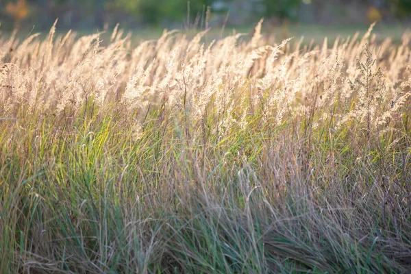 Herbal background. Meadow summer herbs at sunset.