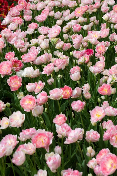 Duża Liczba Dużych Różowych Tulipanów Piękne Kwiaty — Zdjęcie stockowe
