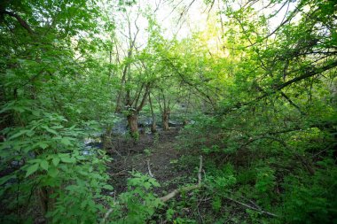Yoğun orman çalılıkları. Yeşil ağaç dalları.